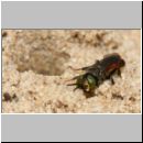 Tachysphex obscuripennis - Grabwespe m08 8mm Sandgrube Niedringhaussee.jpg